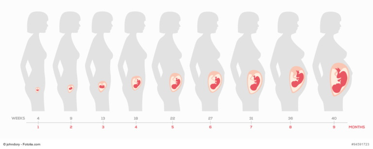 Schwangerschaftswochen (SSW) - Schwangerschaftskalender 40 Wochen
